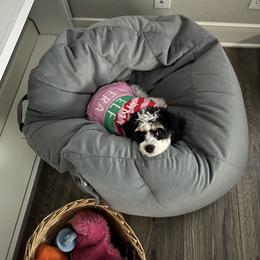 Cavapoo and Shihpoo Puppies from Haus of Doodles
