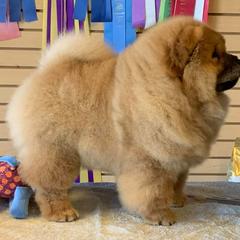 Chow Chow Puppies from Naiman Chow Chows