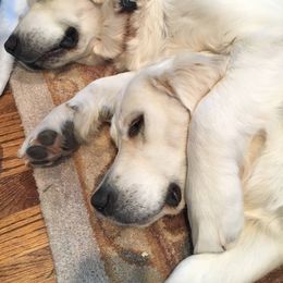 Golden Retriever All Grown Up from Golden Pond Retrievers