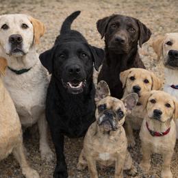 Labrador Retriever Puppies from Red Barn Family Labs