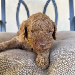 Maple - Red  female Poodle puppy in Tucson, Arizona from Desert Doodles + Poodles