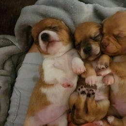 Chihuahuas from Chihuahua Mon Ami