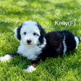 Kelly - female Australian Mountain Doodle puppy in Sterling, Colorado from North 40 Doodles
