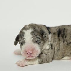 Iceman - Merle Double Doodle puppy in Houston, Texas from Texas Castle Doodles