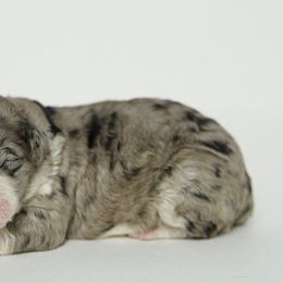 Iceman - Merle Double Doodle puppy in Houston, Texas from Texas Castle Doodles
