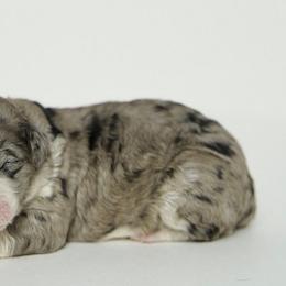 Iceman - Merle Double Doodle puppy in Houston, Texas from Texas Castle Doodles