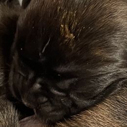 Girl 2 - Brindle Boxer puppy in Bethel Park, Pennsylvania from Goodfella Boxers