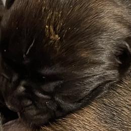 Girl 2 - Brindle Boxer puppy in Bethel Park, Pennsylvania from Goodfella Boxers