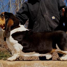 Basset Hound puppies from Porch Sittin' Hounds