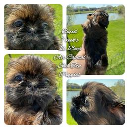 Cupid - Red male Shih Tzu puppy in Maize, Kansas from Air Capital Shih Tzu Puppies