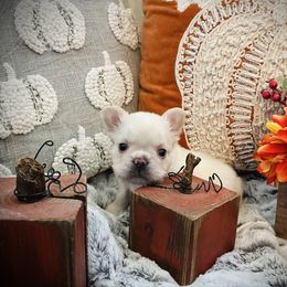 Cream Fluffy - Cream female French Bulldog puppy in Jordan Valley, Oregon from Floating Feather Frenchies
