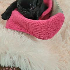 Pink girl - Black female Pug puppy in Weirsdale, Florida from Splash of Color Pug's