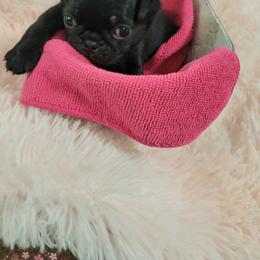 Pink girl - Black female Pug puppy in Weirsdale, Florida from Splash of Color Pug's