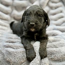 Jerome - Phantom male Goldendoodle puppy in Rainier, Oregon from Beaver Springs Puppies