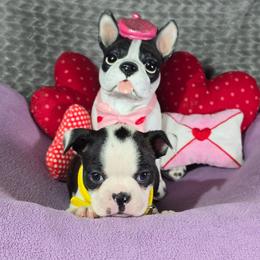 Gail - Black brindle and white female Boston Terrier puppy in Millers Creek, North Carolina from Tumbling Shoals Hilltop Bostons