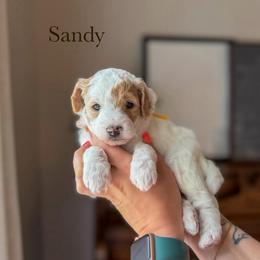 Sandy - Parti female Goldendoodle puppy in Benton, Arkansas from Cozy Creek Doodles