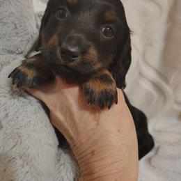 Puppy 3 - Blue and tan female Dachshund puppy in Clayton, Indiana from Love Struck Miniature Dachshunds
