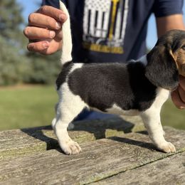 Female1 - Black white and tan female Beagle puppy in Hudson, Michigan from Bachman’s Kennel