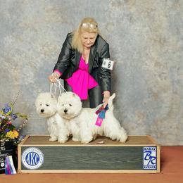 Max - West Highland White Terrier