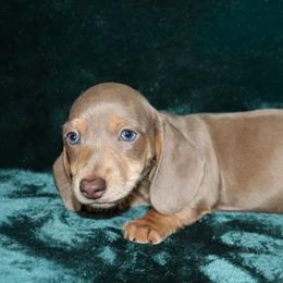 Isabella 2 (twin boys) - Fawn (isabella) and tan male Dachshund puppy in Coldwater, Mississippi from Mississippi Shorties Miniature Dachshunds