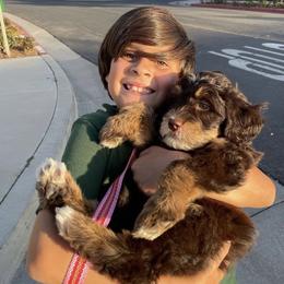 Bernedoodle, Cavapoo, and Goldendoodle Puppies from Doodle Amore
