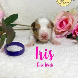 Iris - Red merle female Australian Shepherd puppy in Falmouth, Kentucky from Queen City Farm
