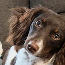 Shelby - Dachshund