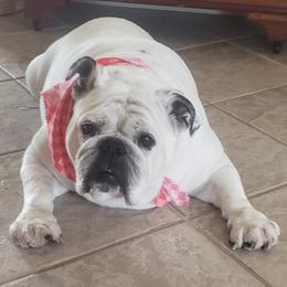 Bulldog All Grown Up from Toadhall Bulldogs