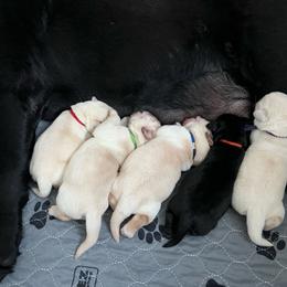 Red Collar - Yellow female Labrador Retriever puppy in Buckeye, Arizona from Foothills Labrador Retrievers