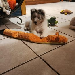 Shetland Sheepdog Puppies from Ambrozia Kennels