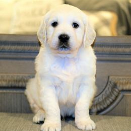 Golden Retriever puppies from Bunn Ranch Goldens & Bernese