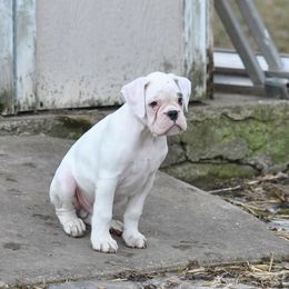 Boxer Puppies from WildRiver Boxers