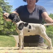 Black & White Girl - Perwinkle - Black and white Pointer puppy in Olympia, Washington from Birdsboro Pointers