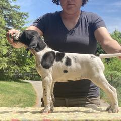 Black & White Girl - Perwinkle - Black and white Pointer puppy in Olympia, Washington from Birdsboro Pointers