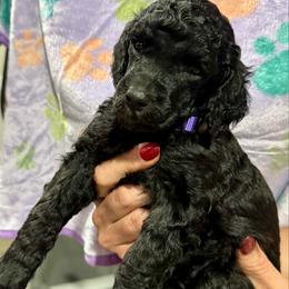 Purple girl - Silver female Poodle puppy in East Wenatchee, Washington from Stylish Standards