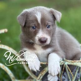 Lilac - black collar- smooth - 1495 - Lilac male Border Collie puppy in Nashville, Arkansas from Whisenhunt Farms