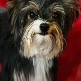 Stormi - Yorkshire Terrier