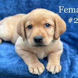 Second born female - Yellow female Labrador Retriever puppy in Antwerp, Ohio from Clark’s Loyal Labradors