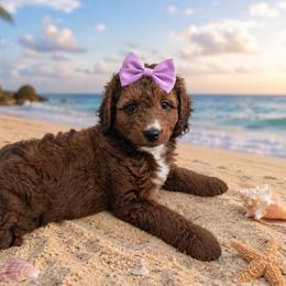 America - Tri-color female Bernedoodle puppy in Daytona Beach, Florida from Beach Doodles