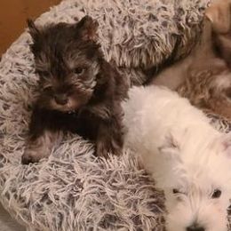 Miniature Schnauzers from Trinity Schnauzers