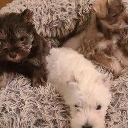Miniature Schnauzers from Trinity Schnauzers