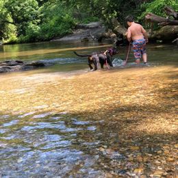 Rottweiler Puppies from Bronx Von Bridges Rottweilers