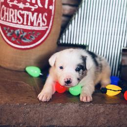 Trix x Latch - Girl 1 - Red merle - White and red merle female Border Collie puppy in Minden, Iowa from Rocking N Registered Border Collies & Labradors