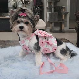 Yorkshire Terrier puppies from Granny's yorkshire Terrier Modesto California