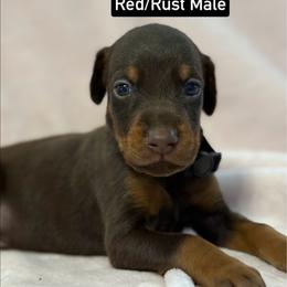 Black Collar - Red and rust male Doberman Pinscher puppy in Lake City, Florida from Paintedcrazy Doberman Pinchers