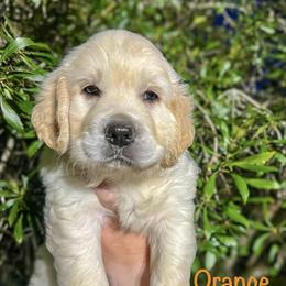 Golden Retriever Puppies from CentralFLGoldens