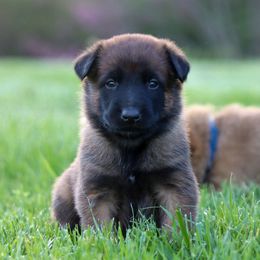 Creed - Fawn Belgian Malinois puppy in Spencer, Indiana from Grit & Grace Malinois
