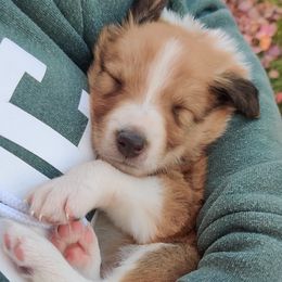 Old Time Scotch Collie Puppies from Lanz Hollow Farm