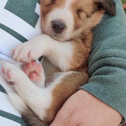 Old Time Scotch Collie Puppies from Lanz Hollow Farm