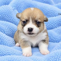 Copper - Sable male Pembroke Welsh Corgi puppy in Port Republic, Maryland from Bestfurends